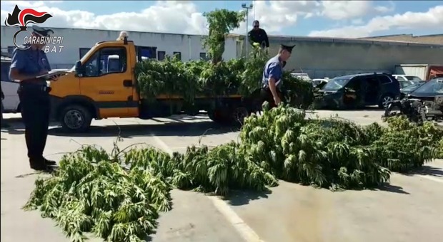 Droga, sequestrata grossa piantagione di cannabis: avrebbe fruttato un milione di euro