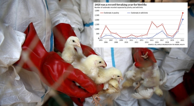 Influenza aviaria, record di casi nel 2021. Gli esperti: «Ora il virus è più rischioso per l'uomo»