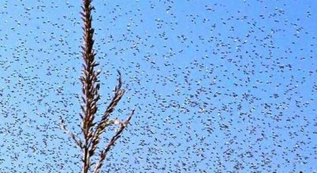 Invasione di moscerini, il Comune fa decollare un drone per dare loro la caccia