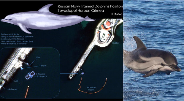 Delfini militari schierati dalla Russia nel Mar Nero. «Servono a rilevare i sottomarini nemici»