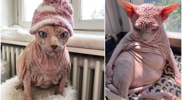 Il gatto "curvy" senza pelo, boom di followers per Xherdan, star di Instagram: «Da dietro sembra un avocado»