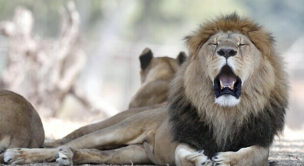 Tre bambini tra i 9 e gli 11 anni uccisi dai leoni: l'orrore in un parco naturale in Tanzania