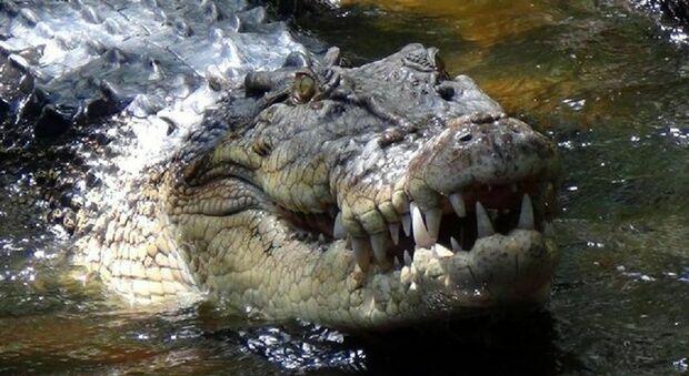 Raccoglie il frisbee sulle rive del lago, un alligatore gli strappa un braccio e lo uccide