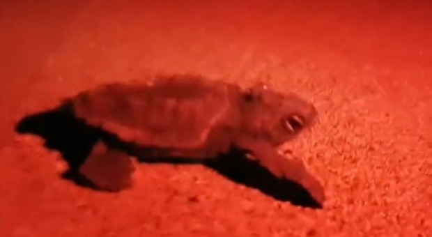 Lo spettacolo delle baby-tartarughe in Salento, 50 nascono nel resort di lusso