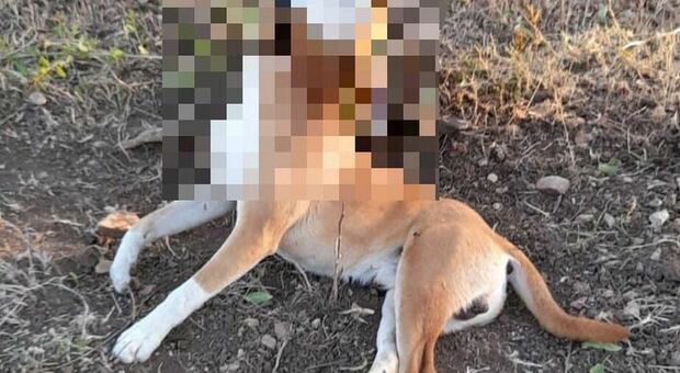 Cane abbandonato legato a un albero muore impiccato nel tentativo di liberarsi, choc nel Barese