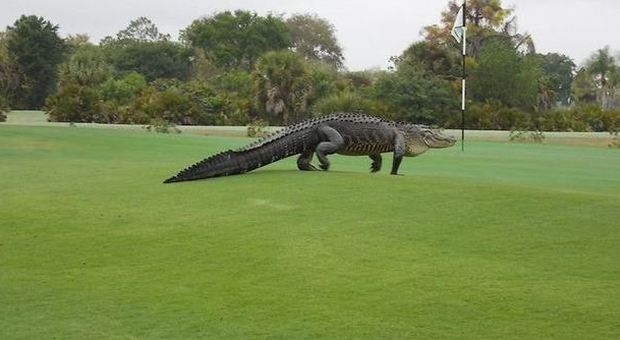 Alligatore sul campo da golf