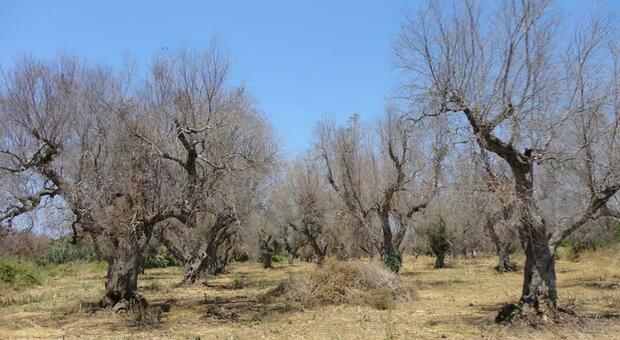 Xylella, i reimpianti dopo la devastazione: alberi di nocciole e nuovi uliveti resistenti. In campo anche Ferrero e Monini