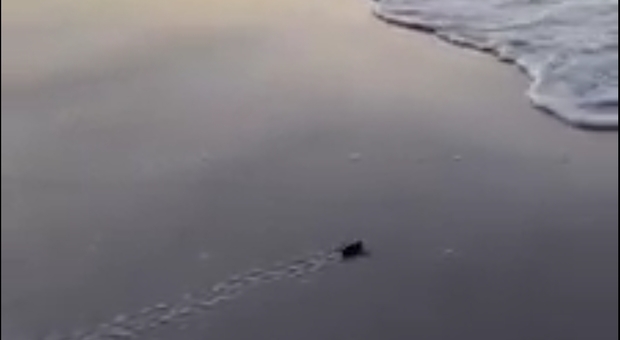 L'ultima tartarughina si appresta a raggiungere le acque dell'oceano da sola. (immagini pubblicate da Fox 35)