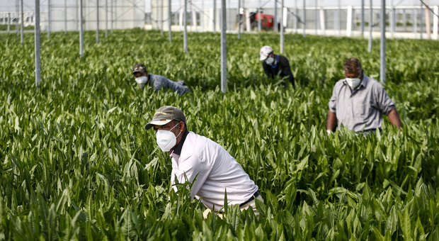 Caldo e agricoltura, ordinanza in Puglia: vietato il lavoro nei campi dalle 12.30 alle 16