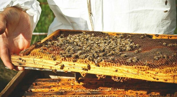 Adotta un'arnia: iniziativa green per la produzione del miele