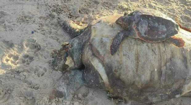 Due tartarughe morte in spiaggia, sembrano mamma e figlia. La foto fa il giro del web