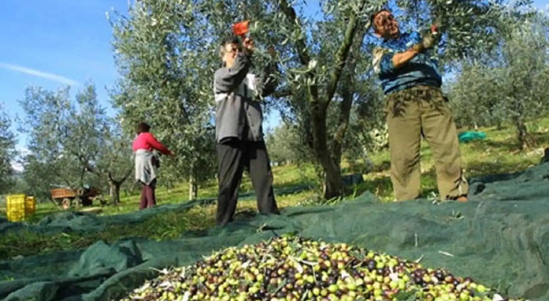 Olio d'oliva, il concorso mondiale premia l'Italia: i produttori italiani fanno incetta di riconoscimenti
