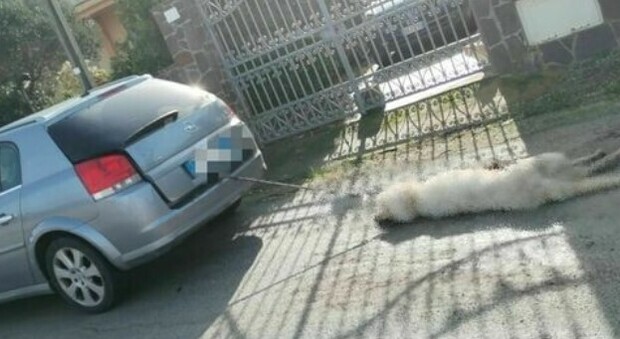 Salento, aveva ucciso il cane trascinandolo con l'auto: l'Oipa denuncia il pensionato
