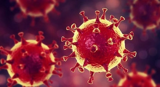Khosta-2, nuovo virus dei pipistrelli scoperto in Russia: può infettare (peggio del Covid) l'uomo
