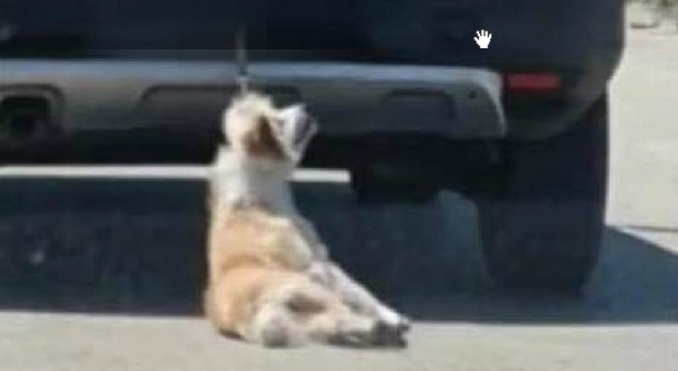 Cane legato e trascinato da un'auto: è vivo. Il video agghiacciante che nasconde un mistero