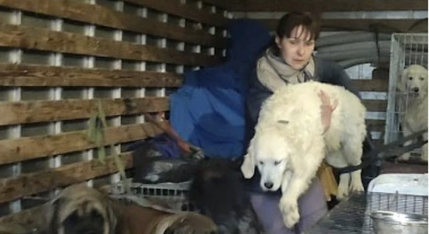 Liuba e i suoi 19 cani si sono messi in salvo dopo un lungu viaggio dall'Ucraina in Italia