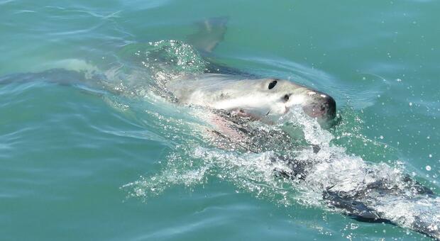 Ragazzina 15enne attaccata da uno squalo che le strappa via la gamba. Salvata da un parente