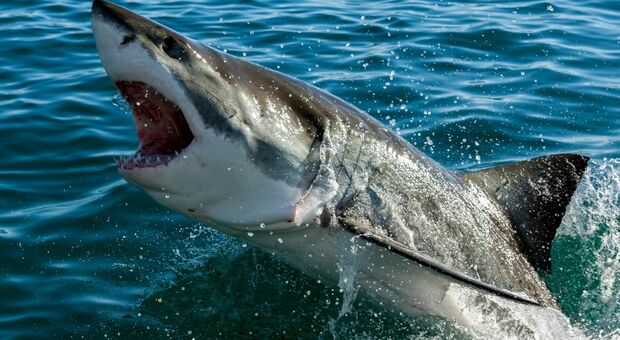 Australia, uomo ucciso da uno squalo di 4 metri. «Scena horror»