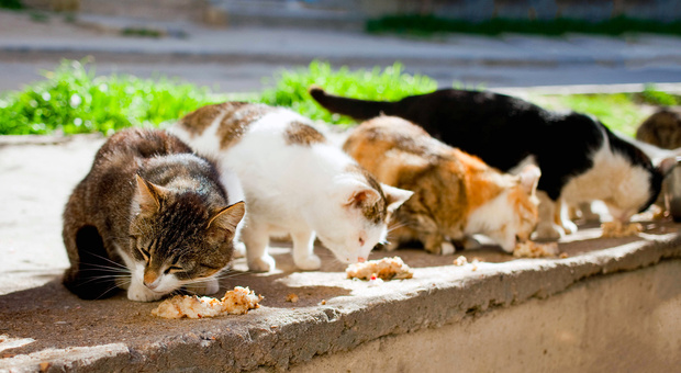 Bitonto, famiglia vive in casa con 50 gatti e in condizioni precarie. Il sindaco: «Preleveremo gli animali, saranno portati al gattile