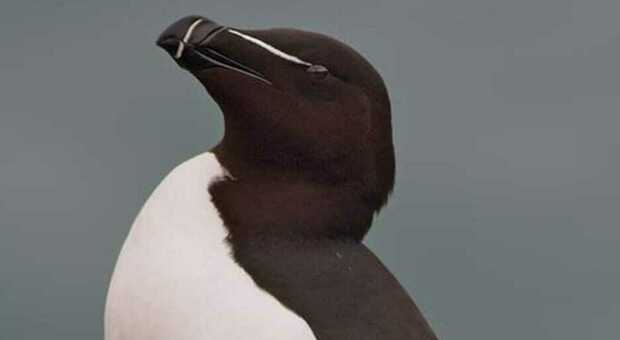 Salento, avvistato un pinguino, ma è una gazza marina. L'animale ritorna nell'area marina dopo un secolo