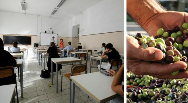 Chi raccoglie le olive non verrà interrogato: la proposta della prof. «I ragazzi vengono in classe con la maglietta sporca di terra»