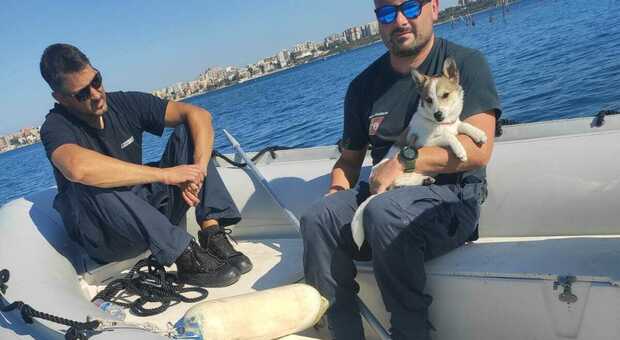 Il cane si perde sugli scogli: la Guardia Costiera lo salva via mare