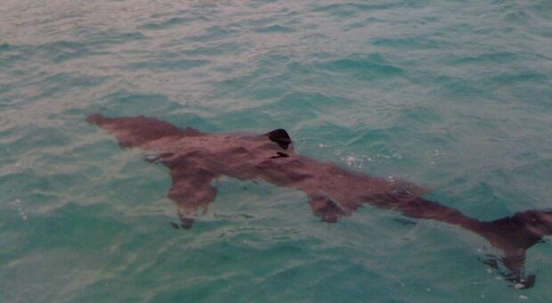 Aggrediti da uno squalo-toro, le perplessità dei biologi: «Specie non aggressiva»