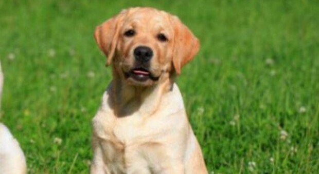 Uccide un cane Labrador a calci in strada, choc a Roma: salvato dal linciaggio