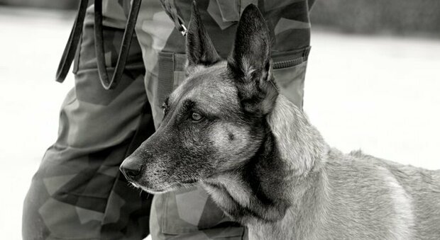 «Cani soldato abbandonati nelle gabbie in Afghanistan»: gli animalisti accusano Biden. La risposta del Pentagono