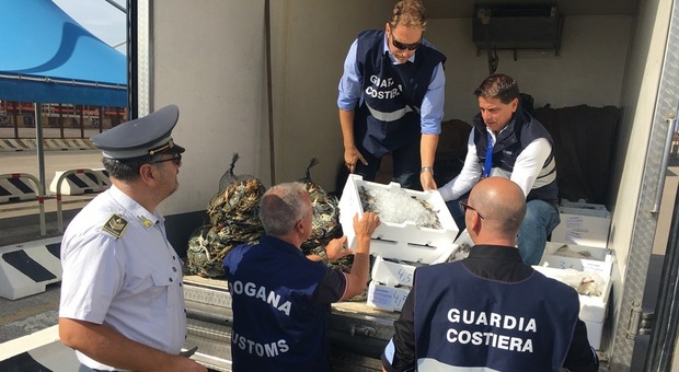 Dalla Grecia in Puglia, senza tracciabilità: sequestrate 4 tonnellate di cozze nere