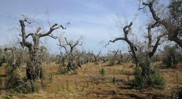 Olivami, grazie al supporto delle aziende piantati più di 5mila ulivi a Carpignano