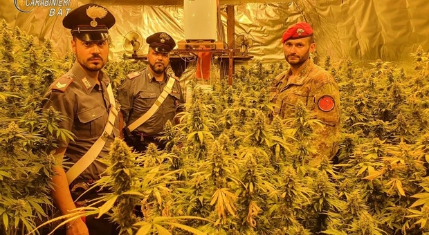 Una piantagione di marijuana in una azienda agricola di Andria: arrestato un 34enne