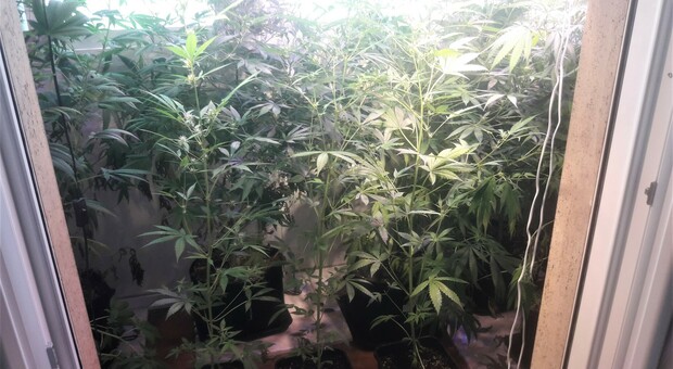 Le piante di marijuana nell'appartamento dell'arrestato