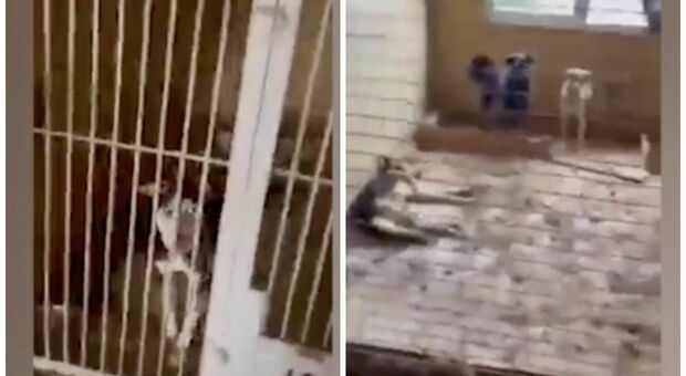Scoperta choc nel canile di Borodyanka, dove due volontari hanno trovato una strage di cani