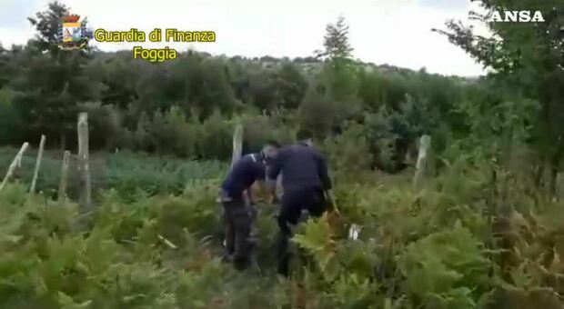 Droga, 16 arresti nel Foggiano: ragazzini usati per “provare” le nuove sostanze