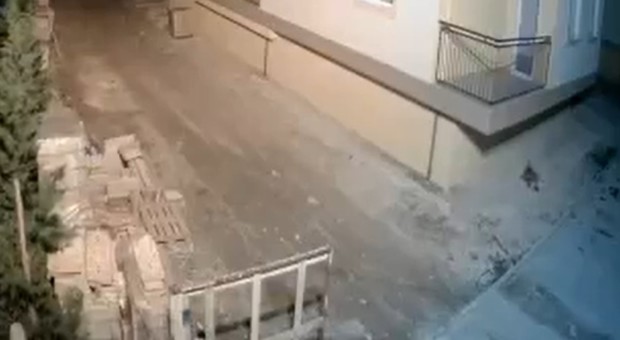 Terremoto in Albania, il cane avverte la scossa pochi istanti prima e fugge via