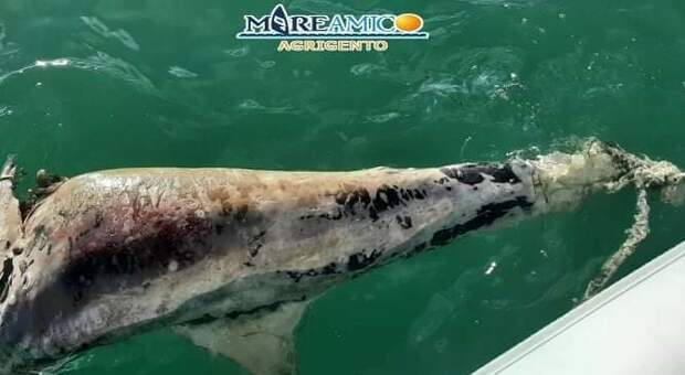 Il povero delfino rinvenuto decapitato nell'Agrigentino. (Immag diffusa dall'associazione Mareamico su fb)